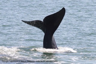 How to Help the North Atlantic Right Whale