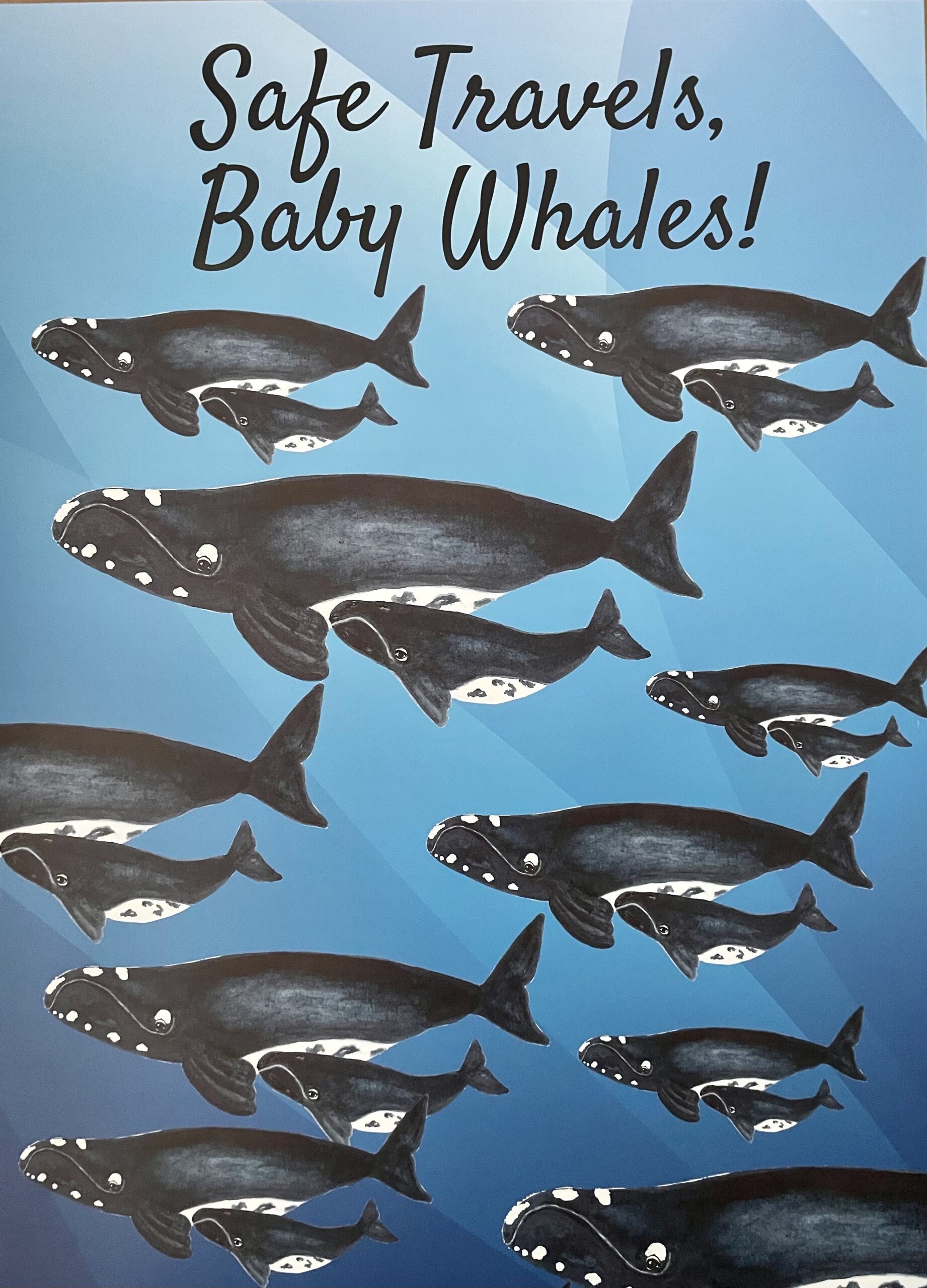 Celebrating 19 new calves at the Right Whale Baby Shower!