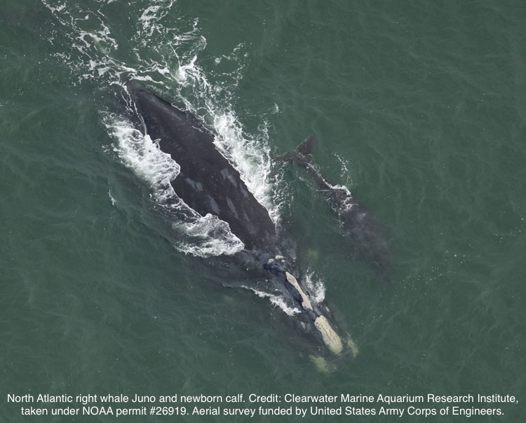 The Tragic Story of the First Right Whale Calf Spotted in the 2023-24 Season
