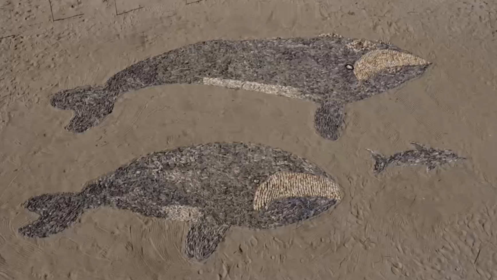 A mother and calf whale and a dolphin mosaic in the sand made of shells