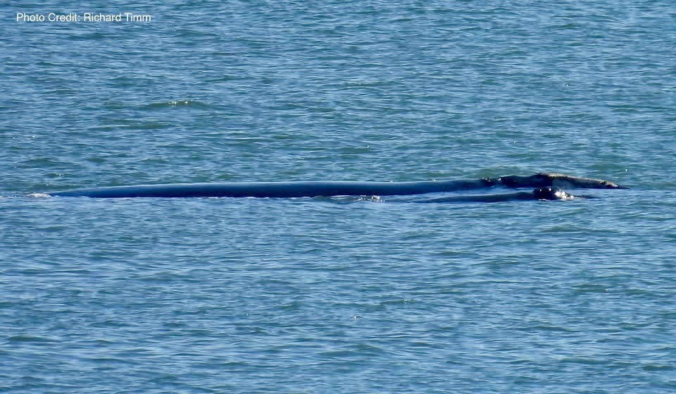 Meet the Mother/Calf pairs of the 2025-26 North Atlantic Right Whale Calving Season!