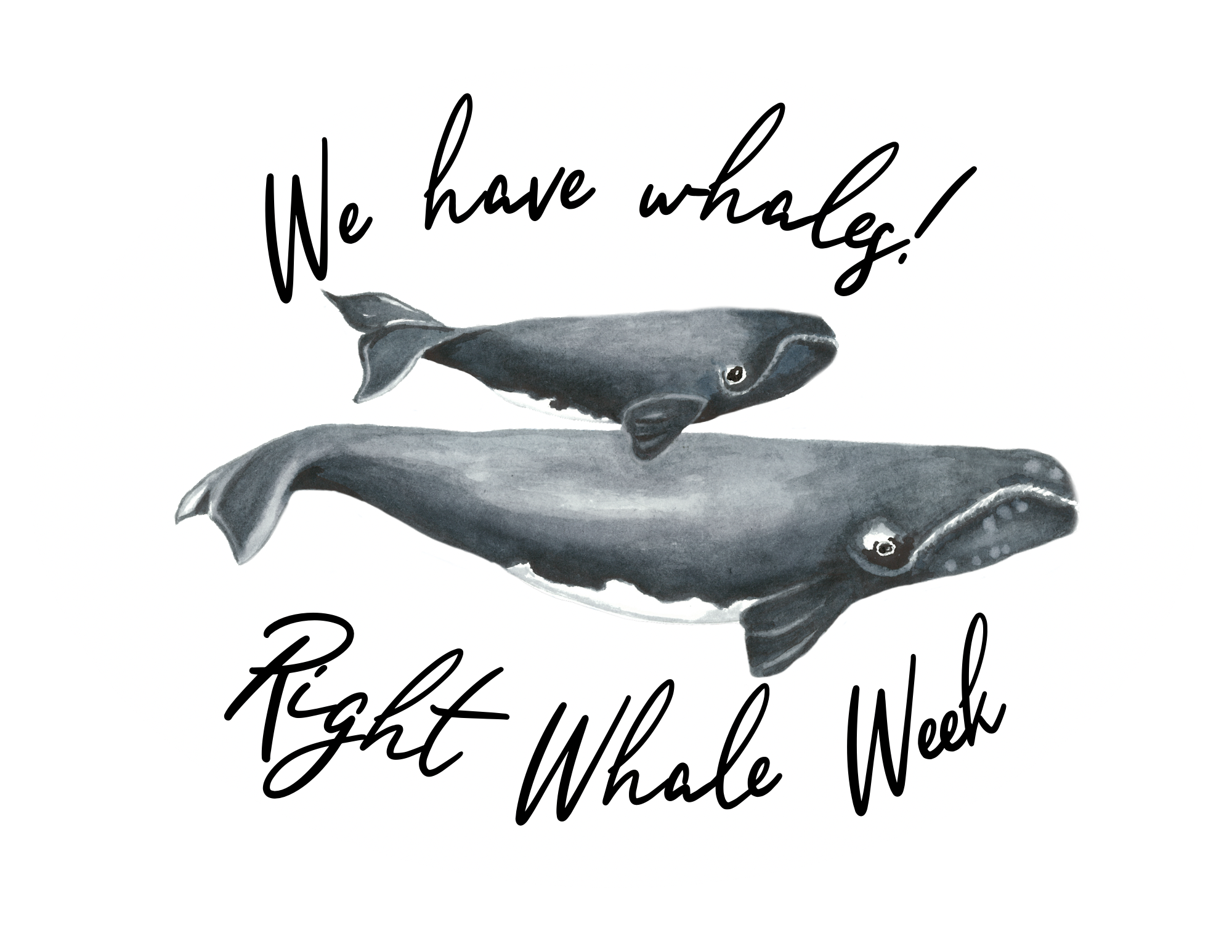 An oval with a watercolor painting of a North Atlantic right whale mother and calf and the words We have whales! Above the whales, and the words Right Whale Week below.