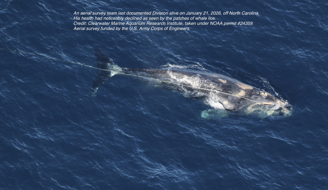 A North Atlantic right whale is entangled in long lengths of rope and is shown swimming in blue water.